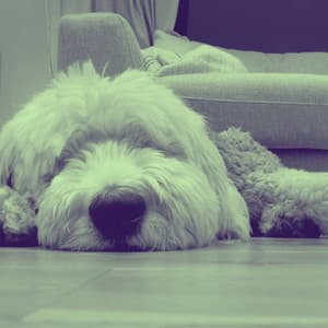 Charming Ambiance for Serene Doggy - Calming for Dogs