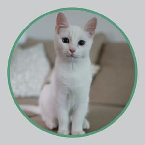 Acoustic Smooth Jazz Guitar - Ambiance for A Quiet Cat - Calm Music for Cats