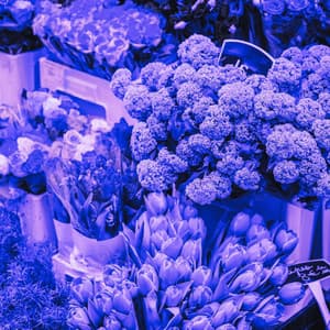 Hip Piano Bossa Duo - Ambiance for Smooth Timbers - Soft Jazz Band