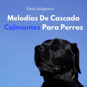 Patas Relajantes: Melodías De Cascada Calmantes Para Perros - Sonidos de aguas tranquilas