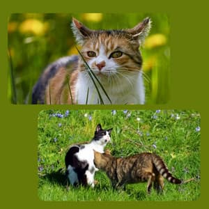 Trumpet Jazz - Calm Cat Music