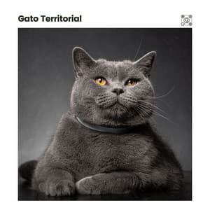 Gato Territorial - Música para dormir Gatos