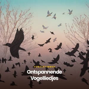 Ontspannende Vogelliedjes - Vogelstimmen