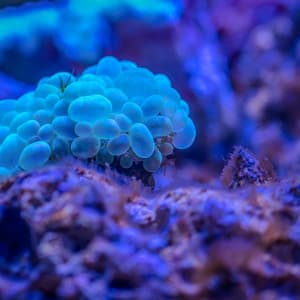 50 Coastal Views: Bloom - Seascapers