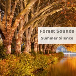 Summer Silence - Forest Sounds