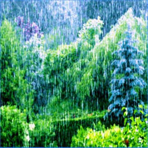 The Living Forest Rain - Sound Library XL