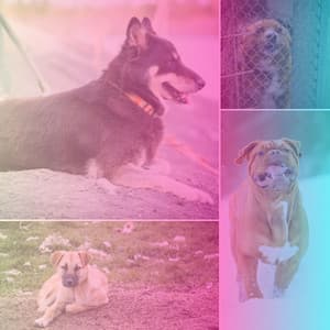 Jazz Guitar Solo - Bgm for Calming Puppy - Relaxing Dog Music