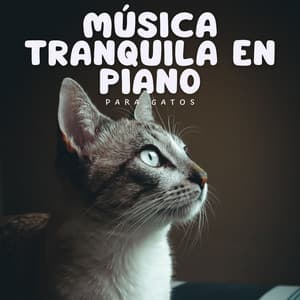 Música Tranquila En Piano Para Gatos - Jazz suave de lujo