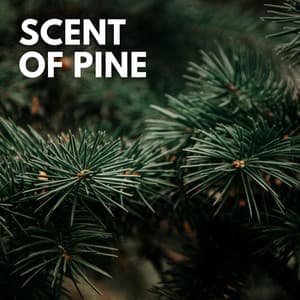 Scent of Pine - Tranquility Spa Universe