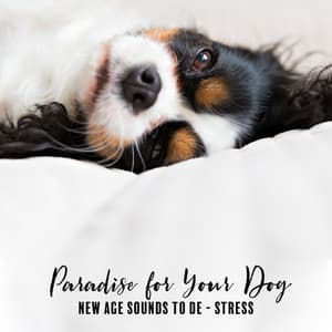 Paradise for Your Dog : New Age Sounds to Cure over Agitation, De -Stress - Sensual New Age Maker