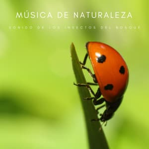 Música De Naturaleza: Sonido De Los Insectos Del Bosque - Ruido blanco para concentración
