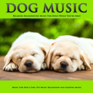 Dog Music: Relaxing Background Music For Dogs While You're Away, Music For Dog's Ears, Pet Music Relaxation and Sleeping Music - Dog Music