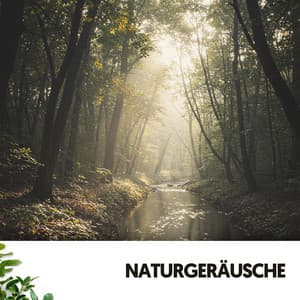 Naturgeräusche: Regensymphonie - Solfeggio Frequencies 528Hz