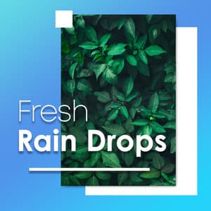 Fresh Rain Drops - Rain Recorders