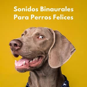 Sonidos Binaurales Para Perros Felices - Grabaciones binaurales ritmos
