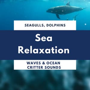 Sea Relaxation - Seagulls, Dolphins, Waves - Healing Markrain
