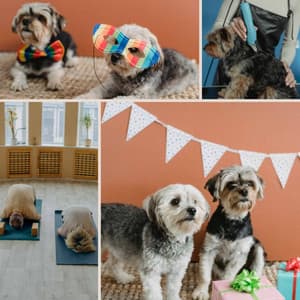 Music for Sleeping Soundly - Stellar Trumpet, Soprano Sax, Tenor Sax and Guitar - Music for Dogs Radio