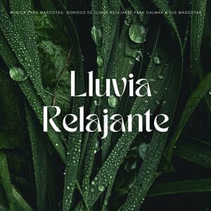 Música Para Mascotas: Sonidos De Lluvia Relajante Para Calmar A Tus Mascotas - La lluvia es mi vida