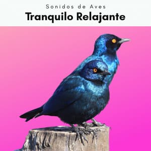 3 2 1 Tranquilo Relajante - Sonidos De Aves