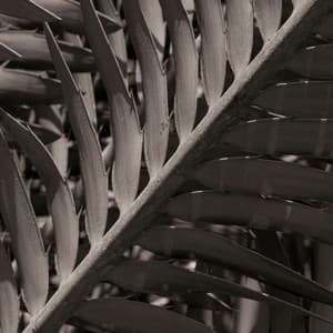 1 Path: States Of Higher Thought - Yoga Music