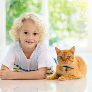 Piano's Rainy Melodies for Relaxed Pets - Melody Elf