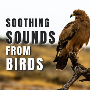 Soothing sounds from Birds - Bird Songs