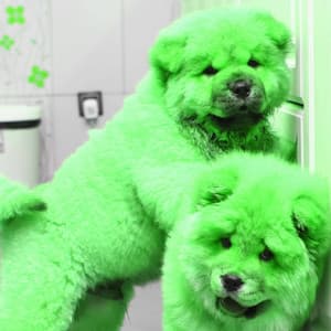 Majestic Music for Friday Dog Events - Jazz Quintet - Calming Dog Jazz