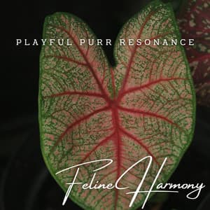 Feline Harmony: Meditative Piano for Curious Cats - Soft Piano Music