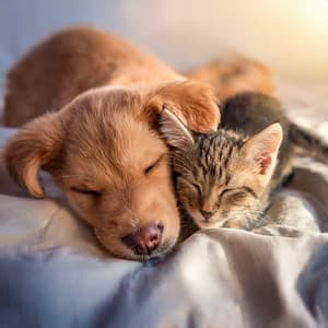 Melodías Puras Para La Calma De Las Mascotas Por La Noche Tranquila - Reiki para animales