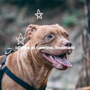 ¡dirige el camino, hooman! - Acoustic Coffee Shop Music