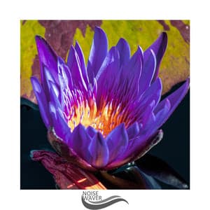 Strong White Noise - Noise Gravity