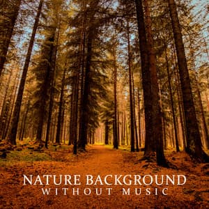 Nature Background Without Music: Sounds of Nature, Peaceful Birds, Calming Water, Relaxing Waterfall, Stormy and Thunder Night - Relaxing Nature Sounds Collection