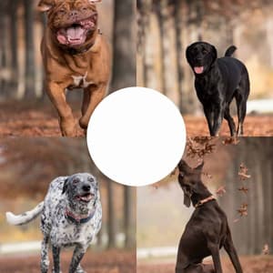 Awesome Background Music for Sleeping Dog - Dog Music Library