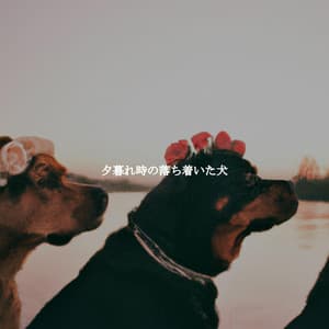 夕暮れ時の落ち着いた犬 - Playlist Música para Dormir
