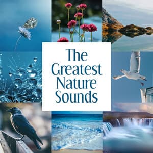 The Greatest Nature Sounds - Natural Sounds Music Academy