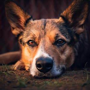Relajación Para Mascotas: Música Calmante Para Compañeros - Ruidos calmantes