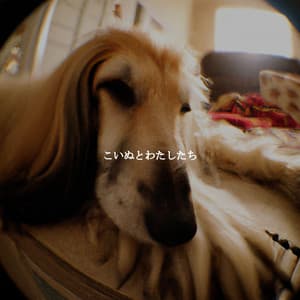 こいぬとわたしたち - New Orleans Jazz Playlist