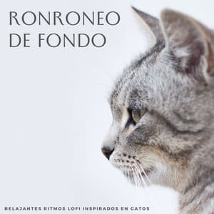Ronroneo De Fondo: Relajantes Ritmos Lofi Inspirados En Gatos - LatinoFi