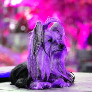 Soulful Background for Vet Trips - Dog Relaxation Music