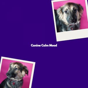 Canine Calm Mood - Beach Chillout Music