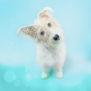 Peace and Dog Stress Relief - Canine Soothness