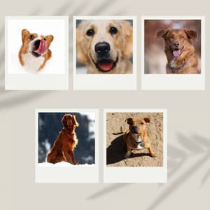 Music for Calming Your Pup - Dog Anxiety Music