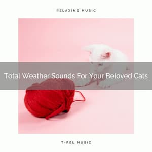 Total Weather Sounds For Your Beloved Cats - Pets Total Relax