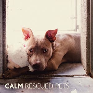 Calm Rescued Pets: Dog and Cat Relaxing Music with Beautiful Nature Sounds for Animal Shelters - Calm Pets Music Academy