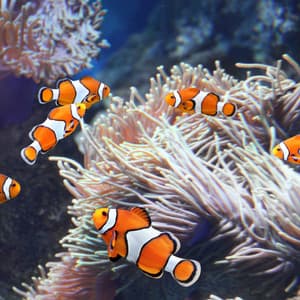 Animal Madrigal Serenity by the Ocean: Music for Stress Relief - Music Calmness