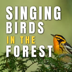 Singing Birds in the Forest - Bird Songs