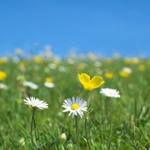 Enchanted Meadows: Nature's Tranquil Meadowlands - Mindful Measures