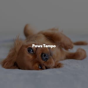 Paws Tempo - Easy Listening Morning Music