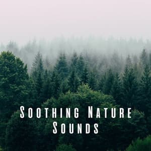 Soothing Nature Sounds - Sounds of Nature Noise