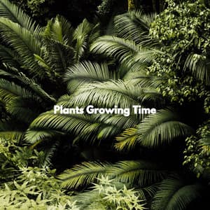 Plants Growing Time - Tranquilo Café Música